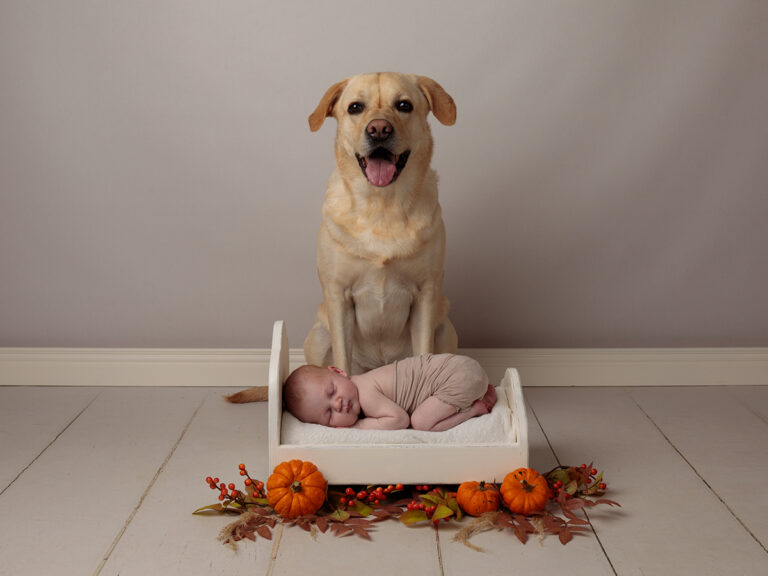 Happy dog and newborn baby
