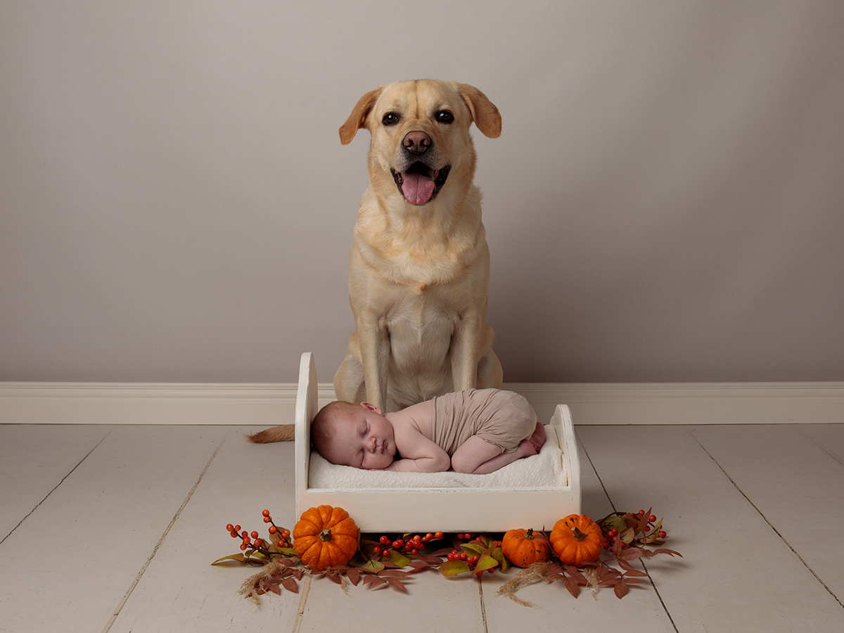 Happy dog and newborn baby